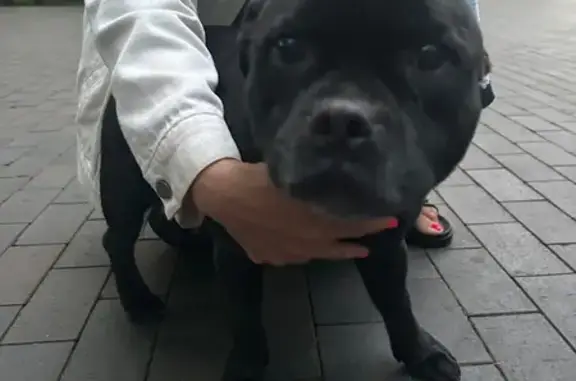 Найдена собака, Светлогорск, фото: Щенок найден в Лиственном парке, Светлогорск