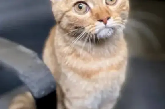 Найдена кошка, Нижний Новгород, фото: Котенок найден на Большой Покровской, 82