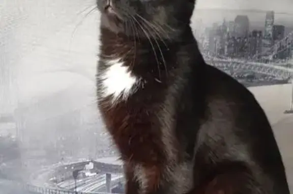 Кошки потеряшки, Петрозаводск, фото: Потеряшка кот, Октябрьский пр., 4Б, Петрозаводск