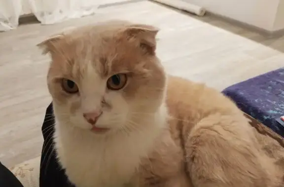 Пропала кошка, Пушкинская ул., Воробьёвка