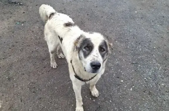 Найдена собака, , фото: Алабай у магазина в Вахонино, 2-й Торговый