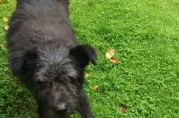 Найдена собака, Дубровский, фото: Собака найдена: Ленинская 15, Дубровский