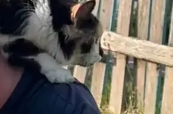 Кошки потеряшки, Екшурское, фото: Потеряшка кошка, Екшурское с/п, 61Н-242