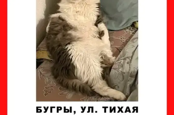 Пропала кошка Миша, Тихая ул. 5 к3, Бугры