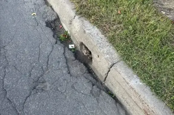 Кошка в ливневке, Малоохтинская наб., 16