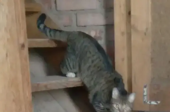 Кошка найдена в Бурцево, Вологодская область