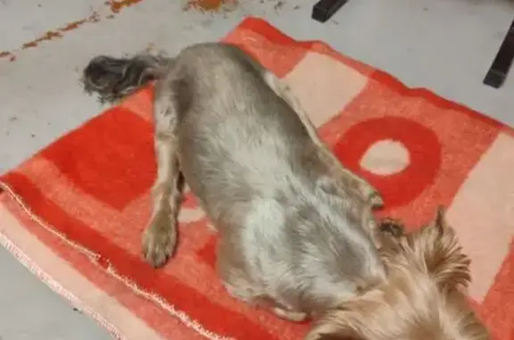 Собака найдена: ул. Пушкина, 30, Пенза