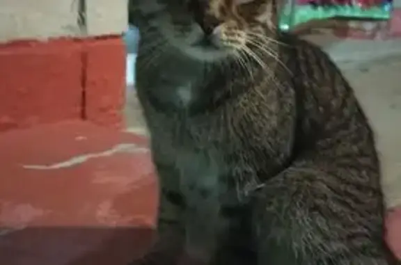 Кошка найдена, Буммашевская ул., 96