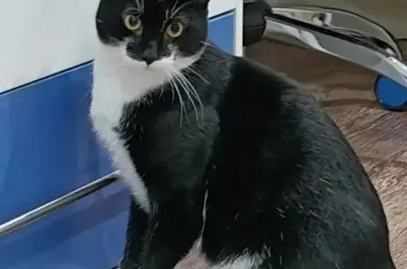 Пропал кот Мася у озера Уксуярви