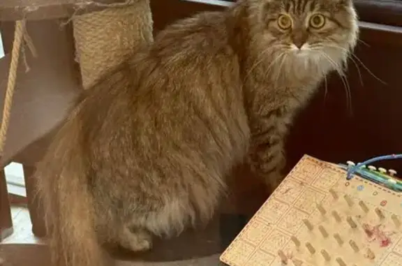 Найдена кошка, Воронеж, фото: Кошка найдена у парка, Антонова-Овсеенко, 31
