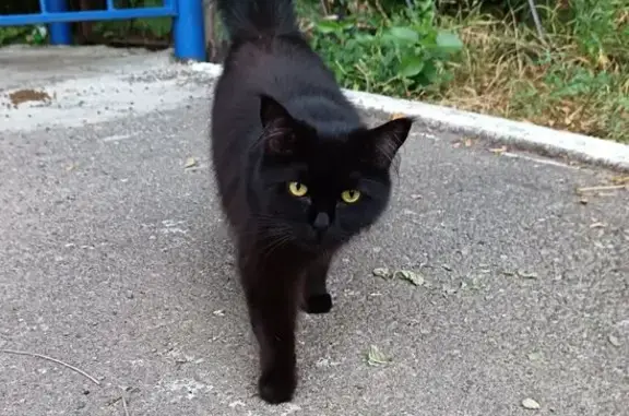 Кошка найдена на ул. Юлиуса Фучика, Казань