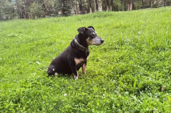 Собаки потеряшки, Магнитогорск, фото: Потеряшка собака, Советская ул. 61А, Магнитогорск