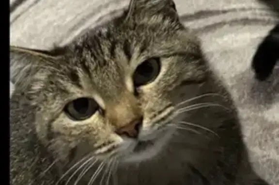 Кошки потеряшки, Саратов, фото: Потеряшка кошка, 1-й Увекский пр., 25, Саратов