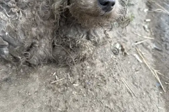 Найдена собака, Улан-Удэ, фото: Найдена собака на Мирной, 59, Улан-Удэ