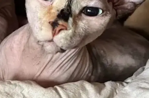 Кошки потеряшки, Шуя, фото: Потеряшка кошка на Костромской улице, Шуя