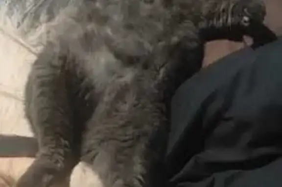 Кошки потеряшки, Петрозаводск, фото: Потеряшка кошка, Радищева 5, Петрозаводск