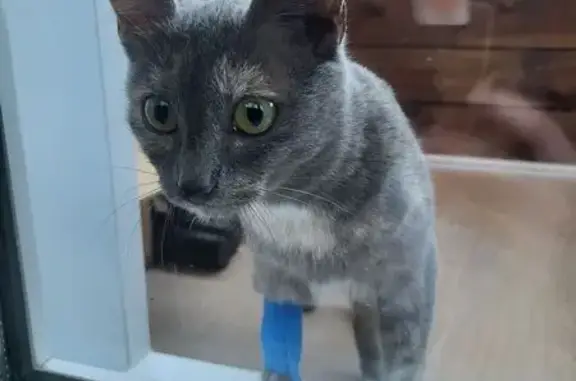 Кошка найдена на Университетской, 105