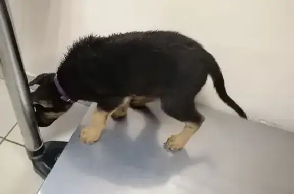 Найдена собака, Улан-Удэ, фото: Собака найдена: ул. Гагарина, 33П, У-Удэ