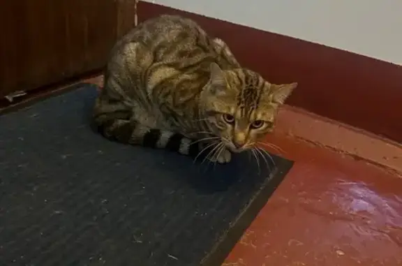 Найдена кошка, Петропавловск-Камчатский, фото: Кошка найдена у двери, Королёва 47/1