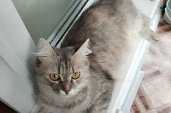 Кошки потеряшки, Брянск, фото: Потеряшка кошка, Орловская ул. 19, Брянск