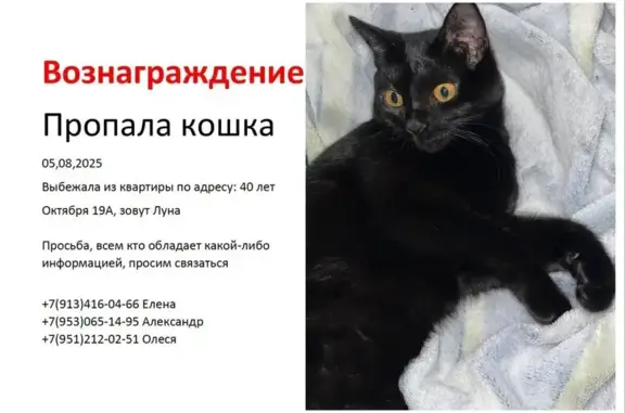 Пропала кошка, ул. 40 лет Октября, 19А