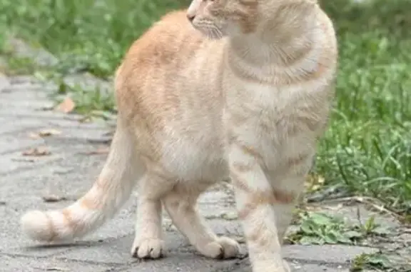 Найденные животные Томск, фото: Рыжий котик найден в сквере на Кулагина