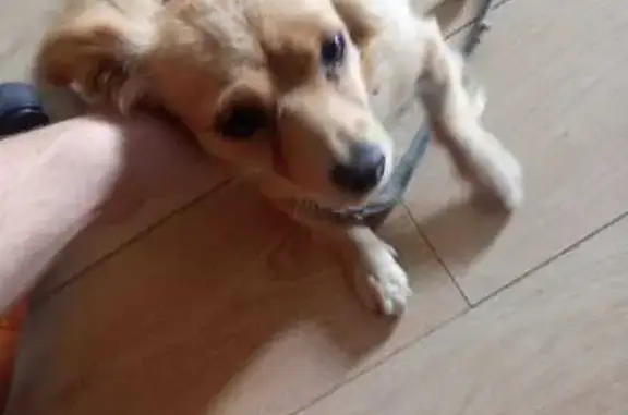 Найдена собака, , фото: Светло-рыжая собака найдена на Чуйском тракте