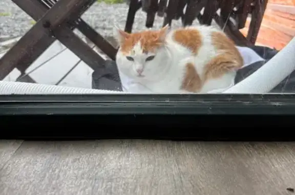 Найдена кошка, Шерегеш, фото: Найдена кошка, Арктическая ул., 19, Шерегеш