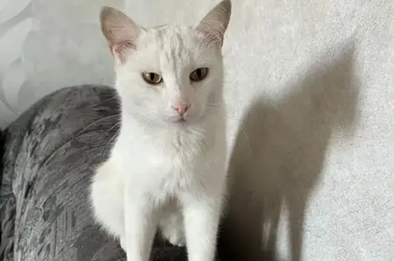 Кот найден в Академгородке, дом 24