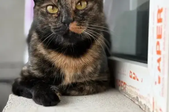 Кошки потеряшки, Мурино, фото: Потеряшка кошка, Мурино, Авиаторов Балтики 7