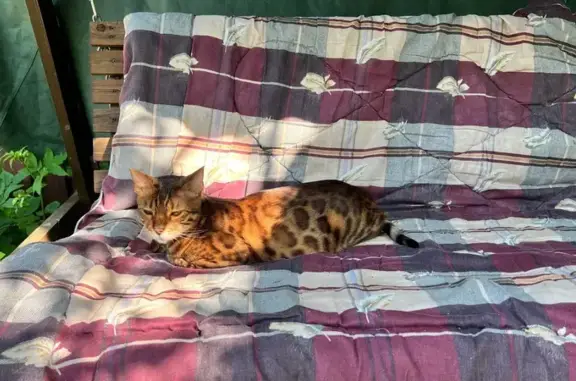 Кошки потеряшки, , фото: Потеряшка бенгальская кошка, СНТ Солнышко