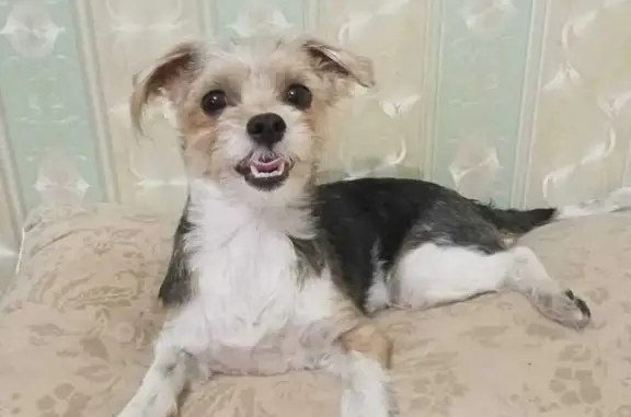 Найдена собака, Луга, фото: Собака найдена: пер. Толмачёва, Луга