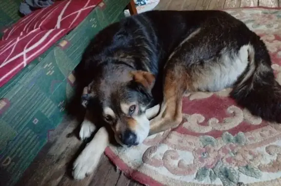 Найдена собака, Ленинградская область, фото: Метис найден в Иссадском с/п, Ленобласть