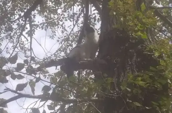 Кошка на дереве, ул. Нечаева, 10Б, Чита