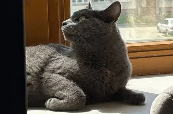 Пропала кошка, Октябрьский пр., 51, Кемерово