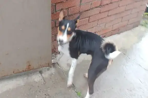 Собака найдена: Больничная ул., 15, Томск