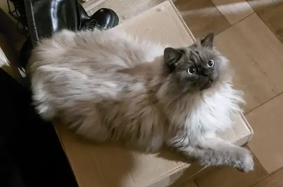 Кошки потеряшки, Брянск, фото: Потеряшка кошка, Коммунальная 39, Брянск