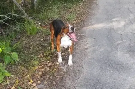 Собака найдена у лагеря Серебряный ручей