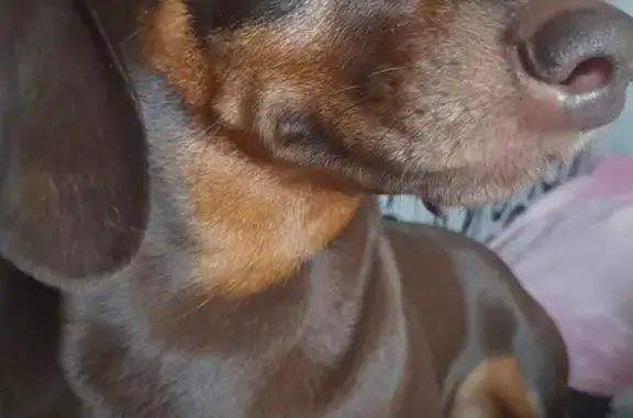 Пропала собака, А-153, Кудымкар