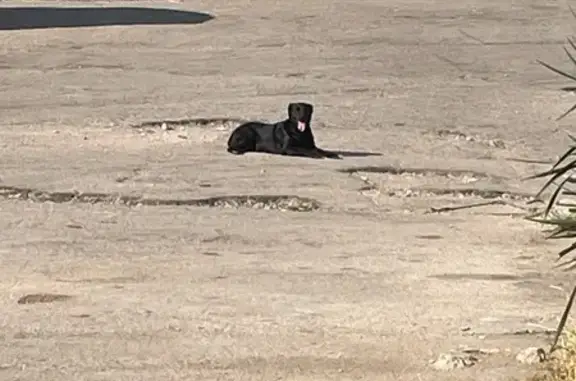 Найдена собака, Инкерман, фото: Собака найдена на Жидилова, Инкерман