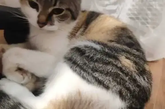 Найденные животные Тула, фото: Найдена кошка, Тула, ул. Металлургов, 3