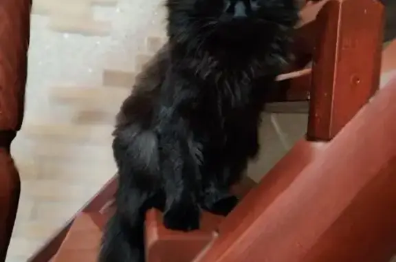 Пропала кошка, ул. Белинского 52, Сафоново