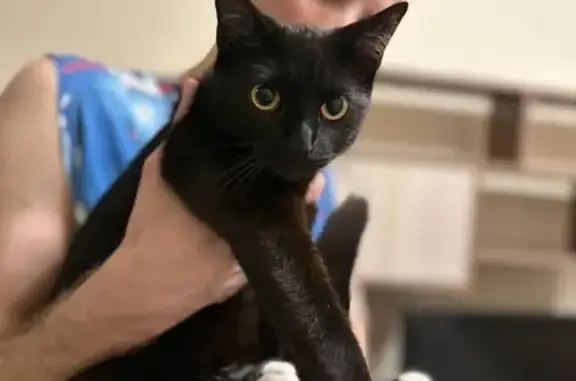 Найдена кошка, пр. Стачек, 142 СПб