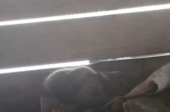 Найдена кошка, Мазурово, фото: Кошка с котятами найдена: Советская 15