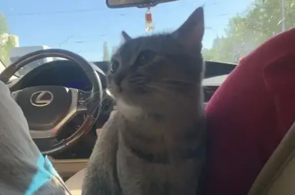 Пропала кошка, бульвар Славы, 2, Уфа