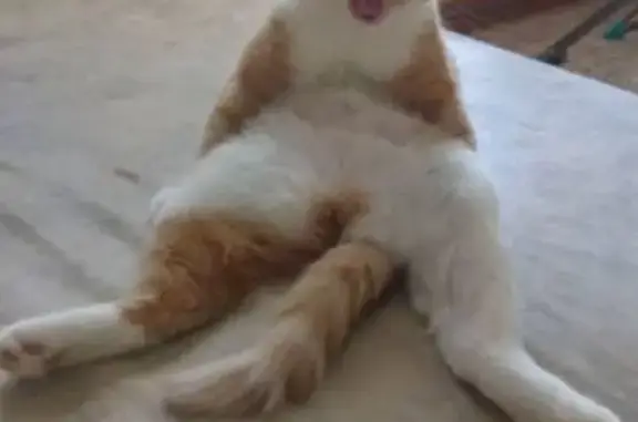 Объявления о пропавших и найденных животных, Тобольск, фото: Пропала кошка Злата, Васильковая ул., Тобольск