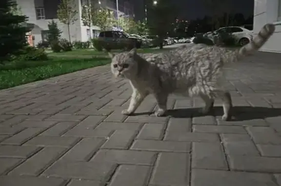 Найдена кошка, Казань, фото: Кошка найдена на ул. Ярышлар, Казань