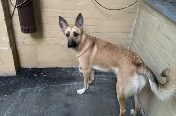 Найдена собака, Ростов-на-Дону, фото: Собака найдена: ул. Ивановского, 34А, Ростов-на-Дону