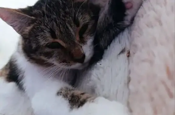 Пропала кошка, Нижний Новгород, ул. 9