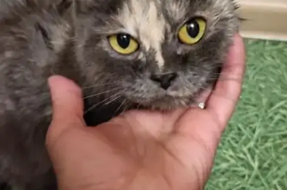 Найдена кошка, Норильск, фото: Кошка найдена, ул. Лауреатов 48А, Норильск